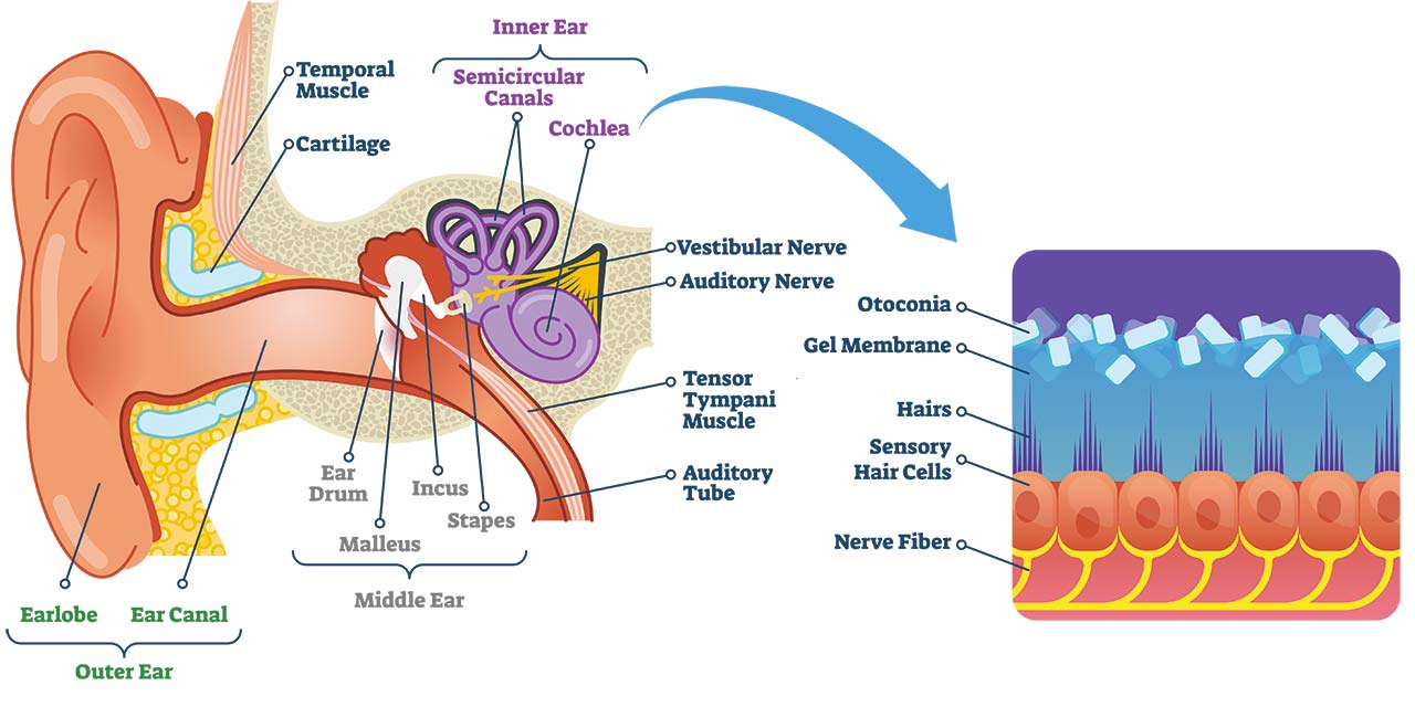 Inner Ear Balance Dizziness Benign Paroxysmal Positional Vertigo