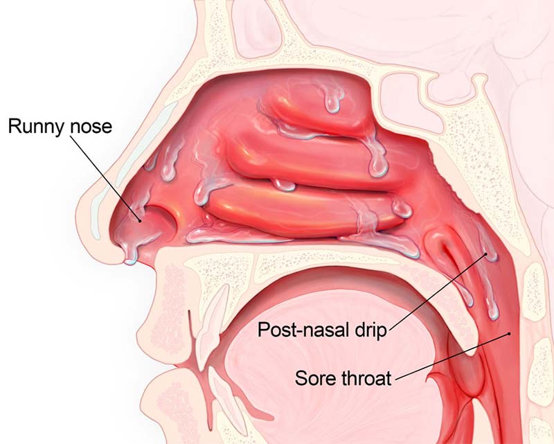 Nasal meaning